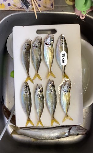 アジの釣果