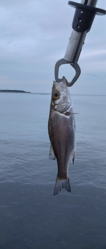 セイゴ（ヒラスズキ）の釣果