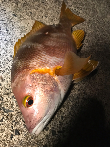 シブダイの釣果