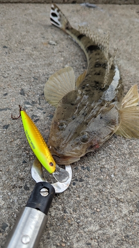 マゴチの釣果