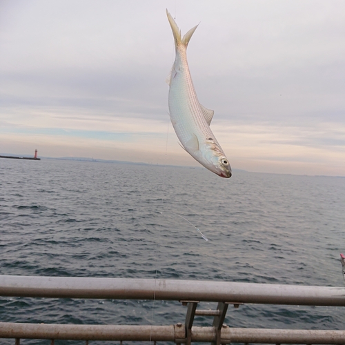 コノシロの釣果