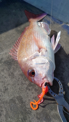 マダイの釣果