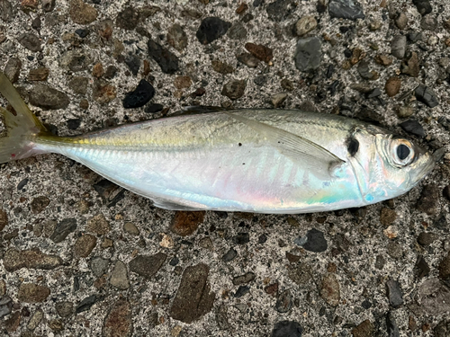 マアジの釣果