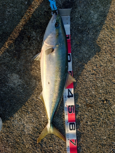 メジロの釣果