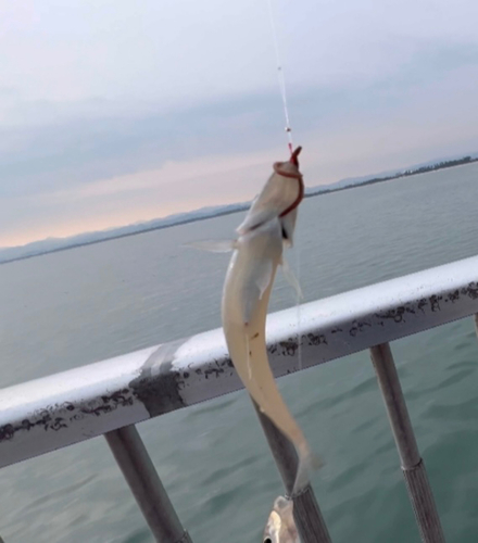 キスの釣果