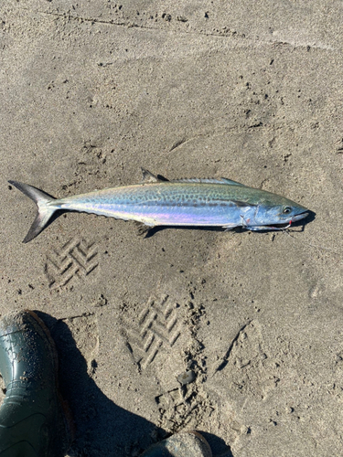 サゴシの釣果