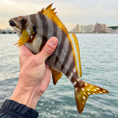 タカノハダイの釣果