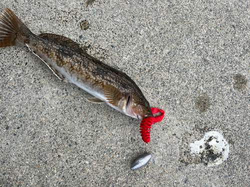 アイナメの釣果