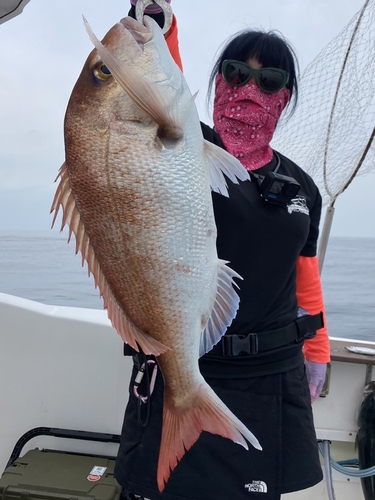 マダイの釣果