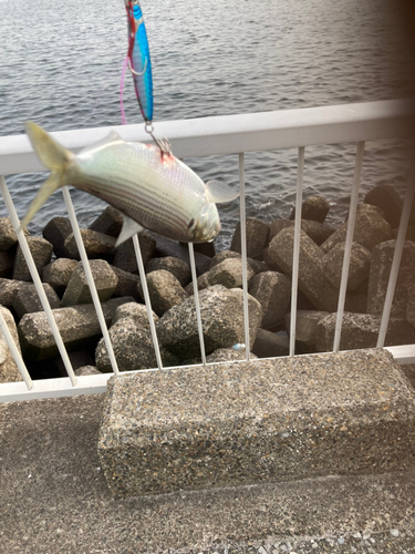 コノシロの釣果