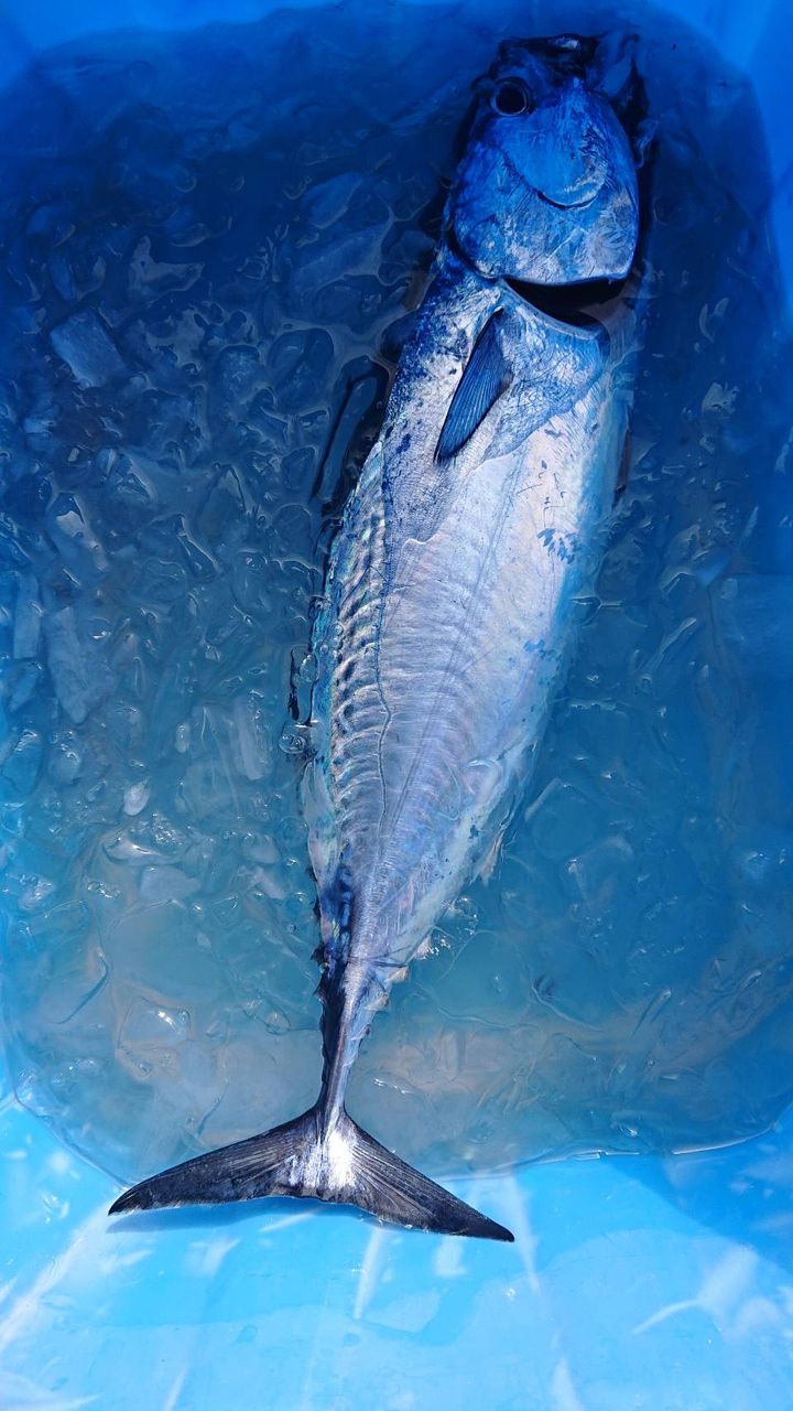 カジュエさんの釣果 2枚目の画像