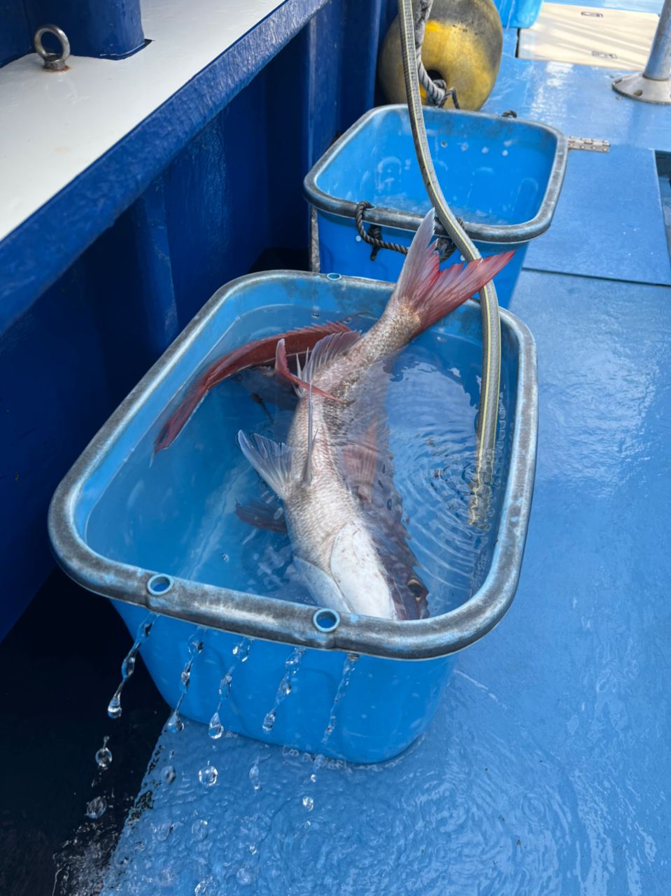 カジュエさんの釣果 3枚目の画像