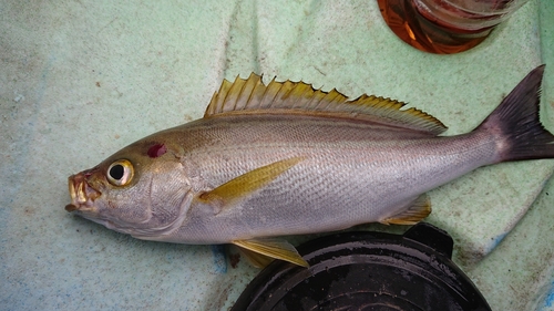 イサキの釣果