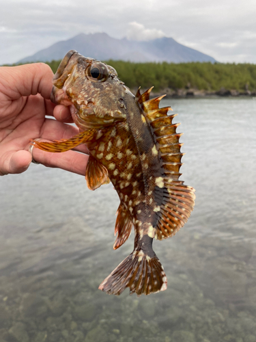 オオモンハタの釣果