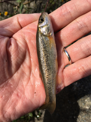 アブラハヤの釣果