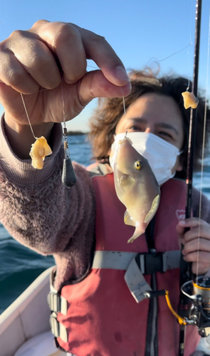 ウマヅラハギの釣果