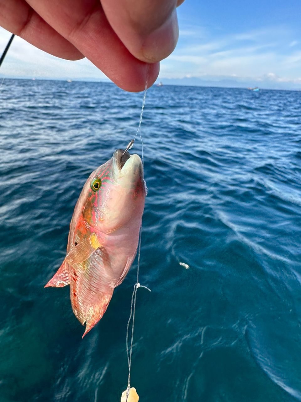 昼まずめ太郎さんの釣果 2枚目の画像