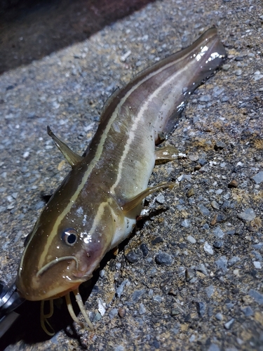 ゴンズイの釣果