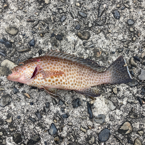 オオモンハタの釣果