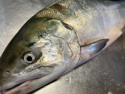 サケの釣果