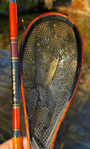 アブラハヤの釣果