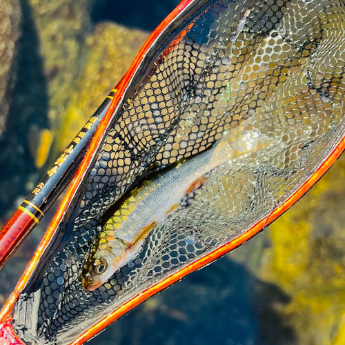 ウグイの釣果