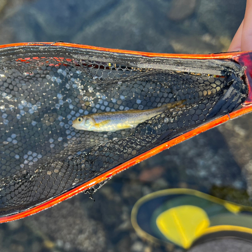 アブラハヤの釣果