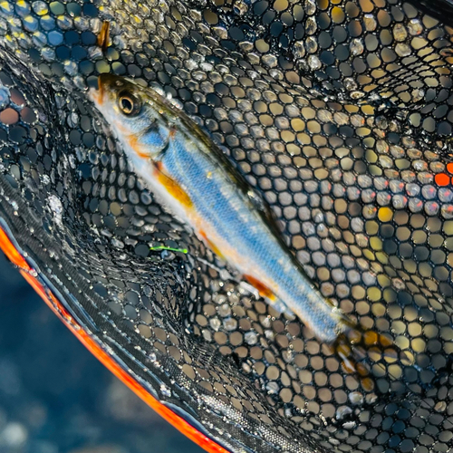 ウグイの釣果