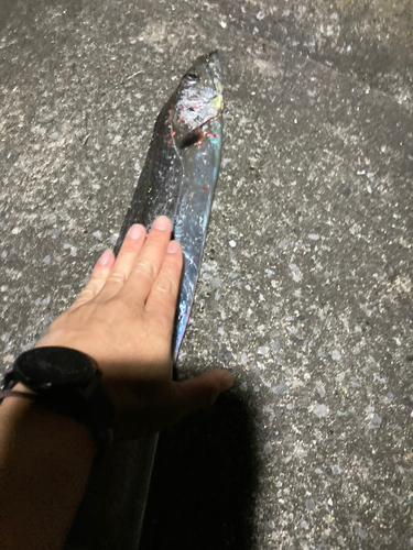 タチウオの釣果