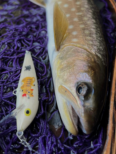 アメマスの釣果