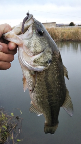 ラージマウスバスの釣果