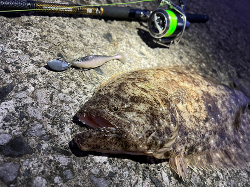 ヒラメの釣果