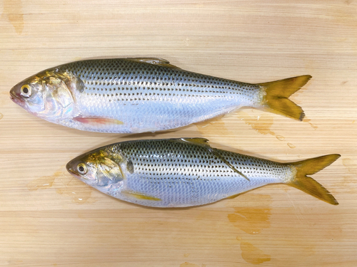 コノシロの釣果