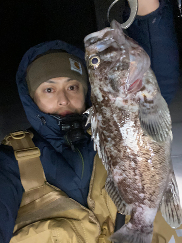 クロソイの釣果