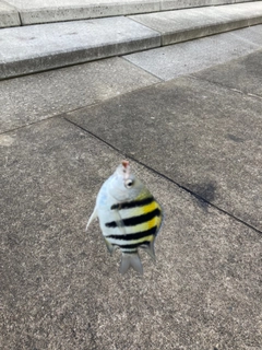 オヤビッチャの釣果