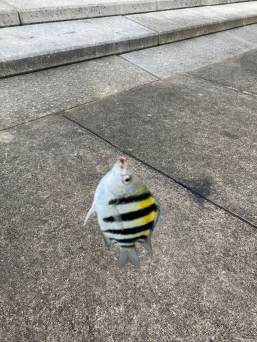 オヤビッチャの釣果