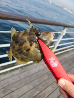 カワハギの釣果