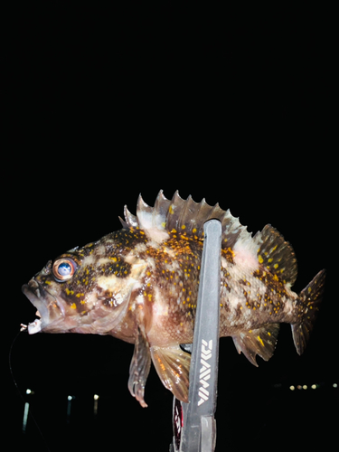 オウゴンムラソイの釣果