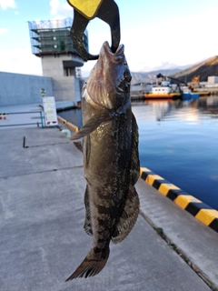 アイナメの釣果