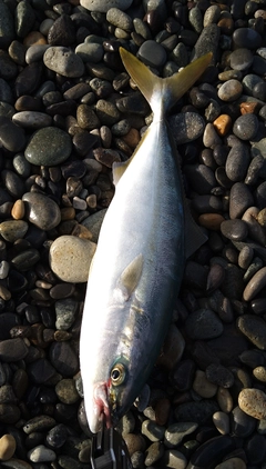 イナダの釣果