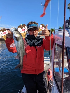 シーバスの釣果