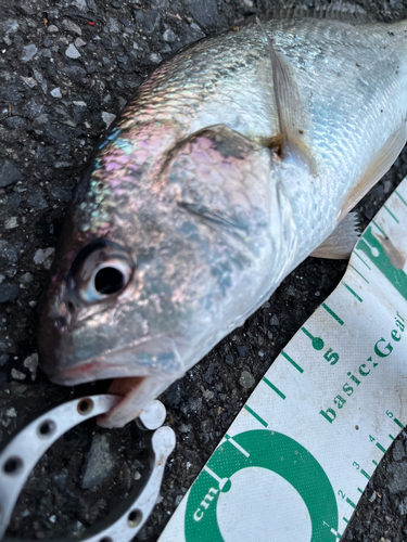 イシモチの釣果