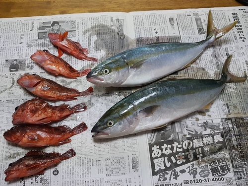 ヤズの釣果