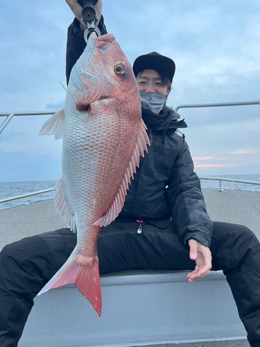 マダイの釣果