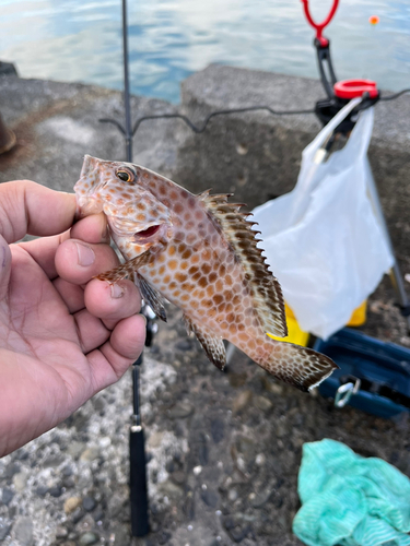 オオモンハタの釣果