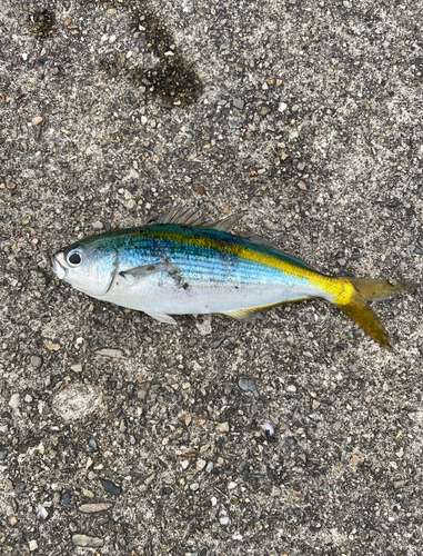 タカベの釣果