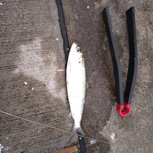 カタボシイワシの釣果