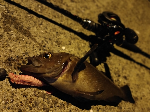 エゾメバルの釣果