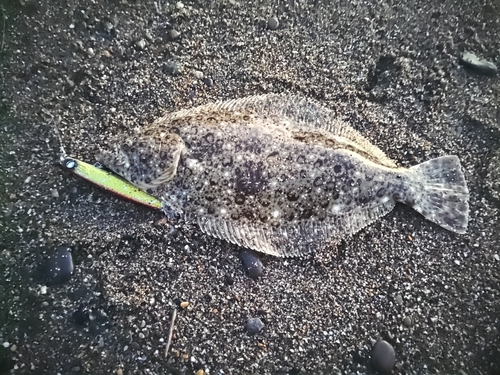 ヒラメの釣果