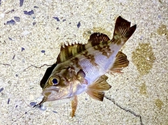 シロメバルの釣果